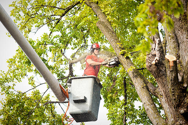 Best Tree Trimming and Pruning  in Bartlett, TN