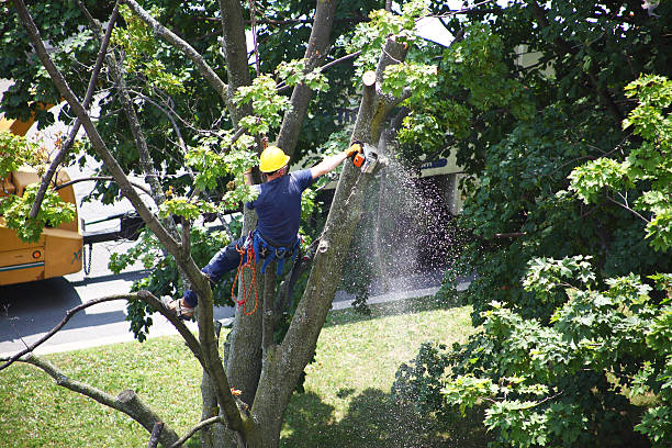 Best Lawn Mowing  in Bartlett, TN