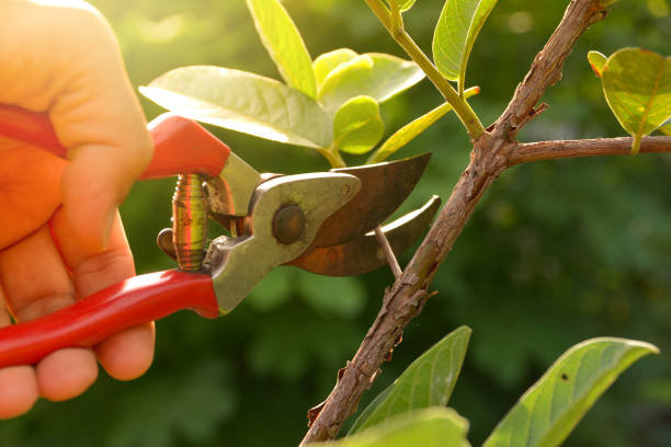 Best Tree Preservation Services  in Bartlett, TN